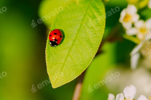 Preview: Macro photo of a ladybug on a green leaf