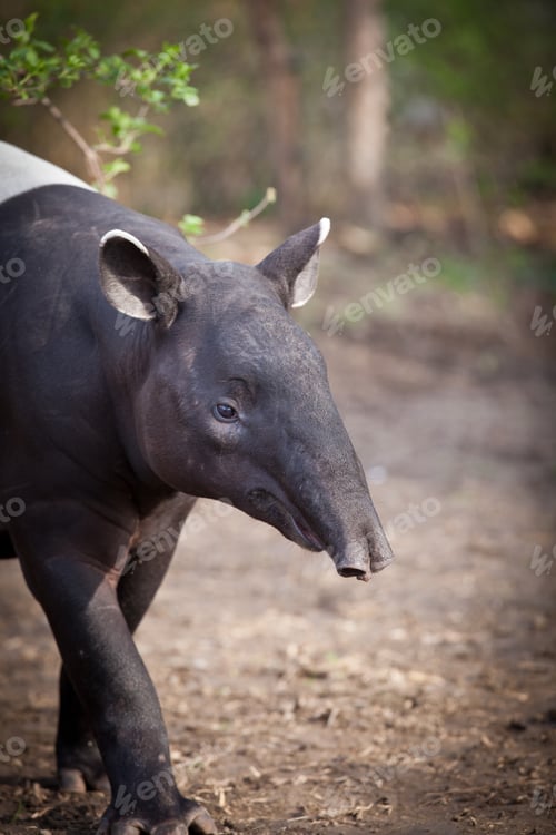 Preview: Malayan Tapir, also called Asian Tapir (Tapirus indicus)