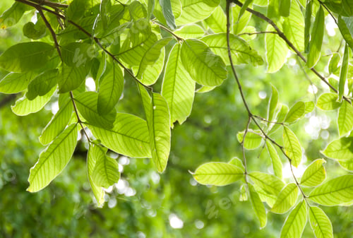 Preview: Natural background of green leaves