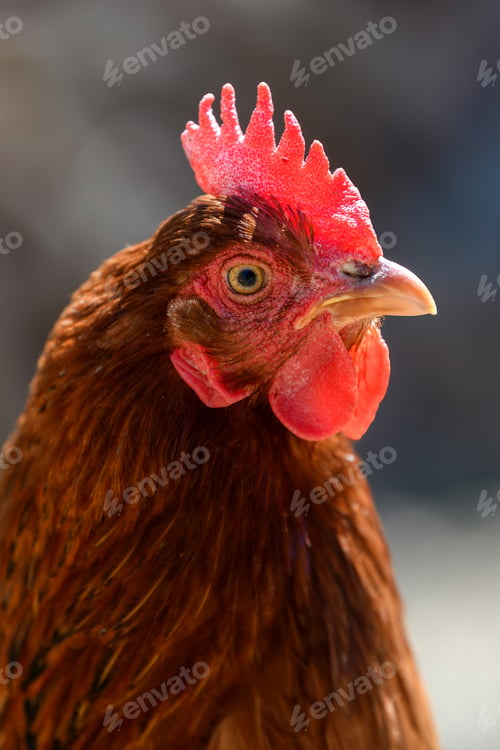 Preview: Portrait chicken on the farm, poultry concept