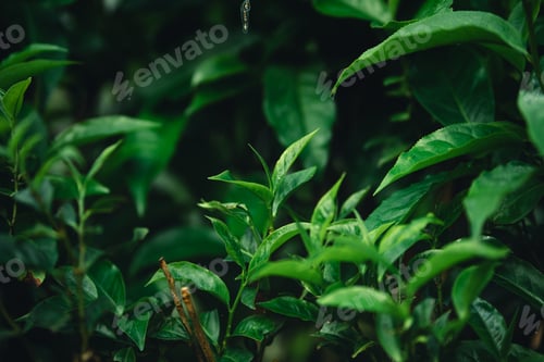 Preview: Fresh green tea leaf shoots in nature