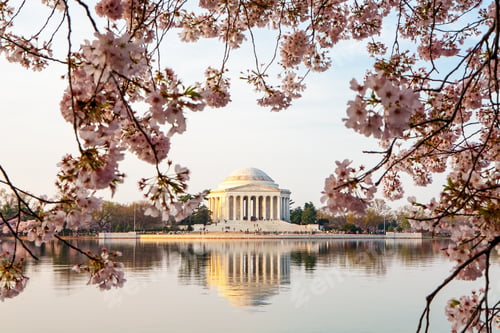 Preview: Thomas Jefferson Memorial Framed By Cherry Blossoms