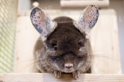 Preview: Cute chinchilla of brown velvet color is sitting on a wooden shelf near to its house and looking