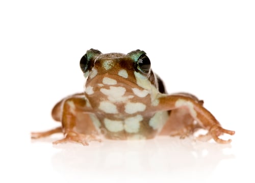 Preview: Phantasmal poison frog - Epipedobates tricolor