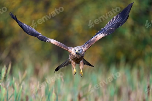 Preview: Red kite (Milvus milvus)