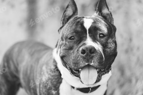 Preview: Adult Dog American Staffordshire Terrier Outdoor Close Up. black and white portrait