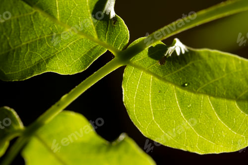 Preview: Green leaf close-up. Nature background.