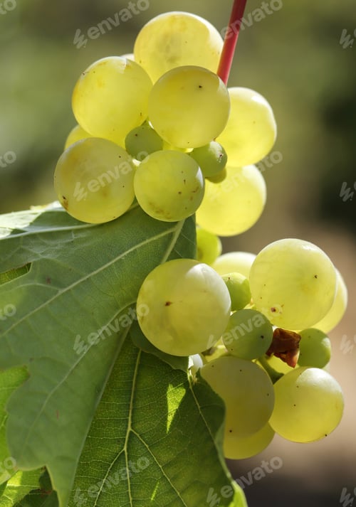 Preview: Ripe natural white grapes in autumn