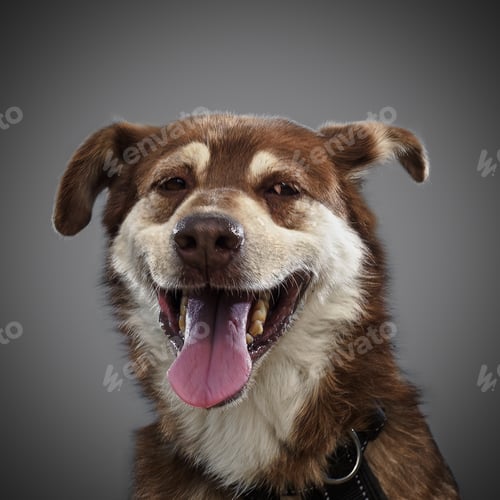 Preview: cute funny red dog stuck out his tongue and smiles, posing on grey background