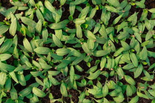 Preview: Beautiful eggplant sprouts growing in the ground in a greenhouse. Organic vegetables on plantations