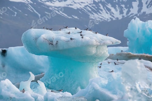 Preview: Arctic terns, Sterna paradisaea, resting on iceberg at Jokulsarlon glacier lake in Iceland