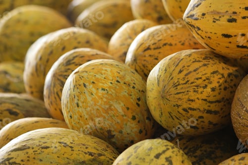 Preview: Heap of striped melons close up.