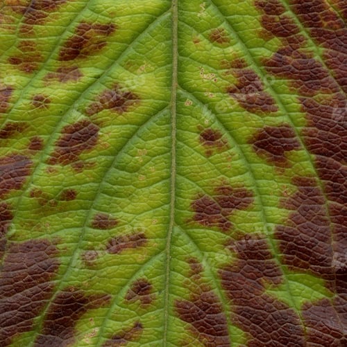 Preview: Natural Plant Leaves Macro