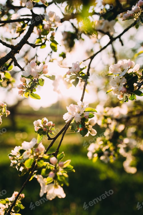 Preview: Apple buds bloom in spring. Apple blossom. Spring garden. Blurred background