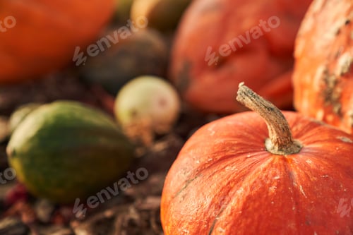 Preview: Close up of round ripe orange pumpkin on store counter.