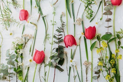 Preview: Beautiful red tulips, daffodils, eucalyptus flowers composition on rustic white wood, flat lay