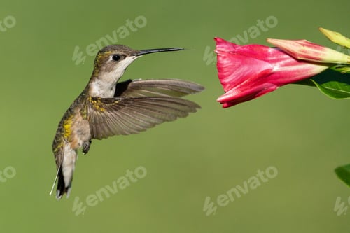 Vista previa: Colibrí garganta rubí con flor de mandevilla