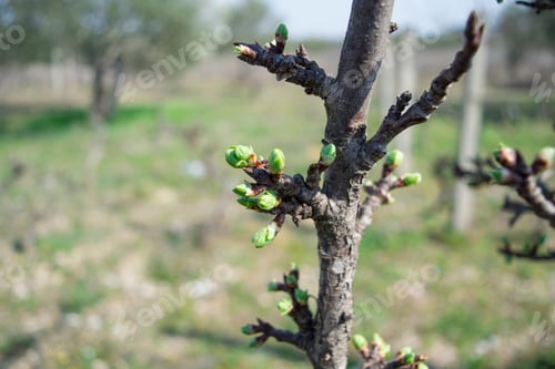 Preview: Plum (lat. Prunus domestica) that buds in early spring