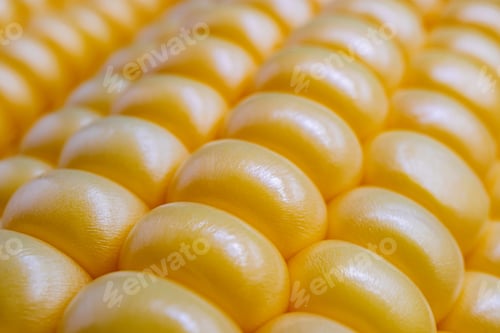 Preview: Texture of sweet corn grains. Fresh corn on cobs. Macro of corn background