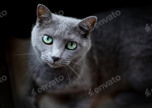Preview: A pretty grey cat with green eyes