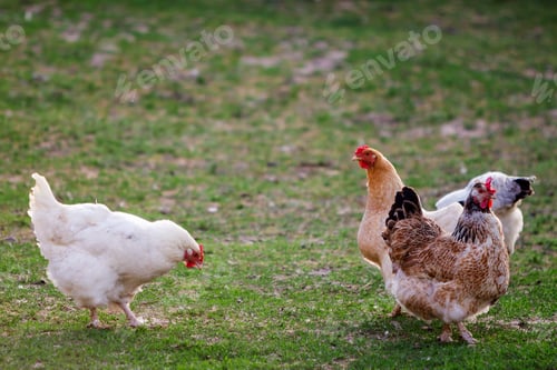 Preview: Three grown healthy white and brown hens on green grass outside in rural yard