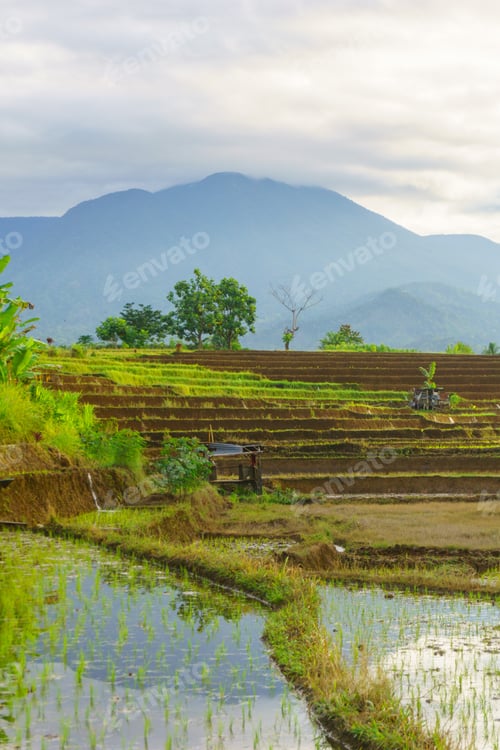 Preview: Beautiful morning view in Indonesia, panoramic landscape of rice fields