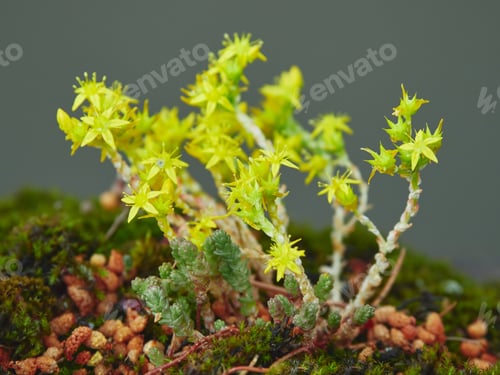Preview: Sedum acre in bloom: close, blurred background.
