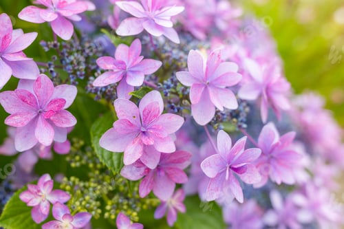 Preview: Purple Hydrangea flower in the garden