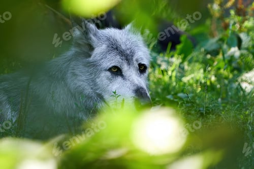 Preview: Wolf (Canis lupus)