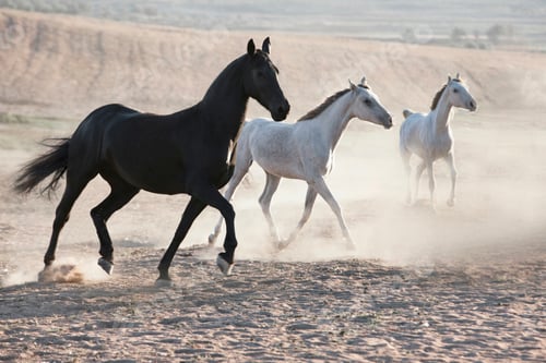 Preview: horses running on dusty land in sunlight