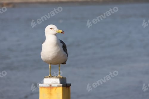 Preview: Seagull Standing Alertly on a Wooden Post