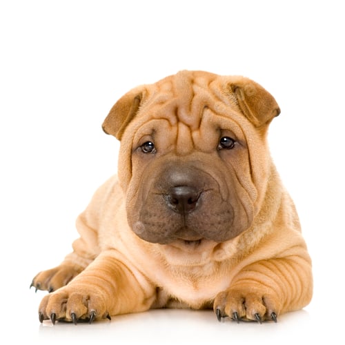 Preview: Sharpei