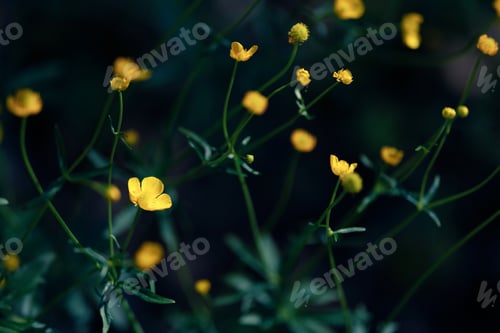 Preview: Yellow flowers on a background of green grass. background. bokeh