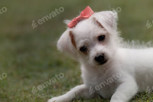 Preview: Bows in her fur