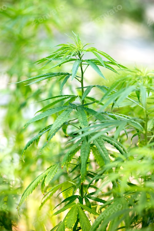 Preview: Closeup side view of a cannabis plant outdoors
