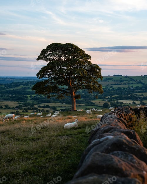 Preview: Vertical shot of a lone tree during sunset and sheep grazing underneath in Staffordshire, England