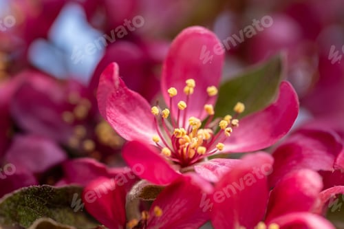 Preview: Closeup of plum blossom in a garden under the sunlight with a blurry background