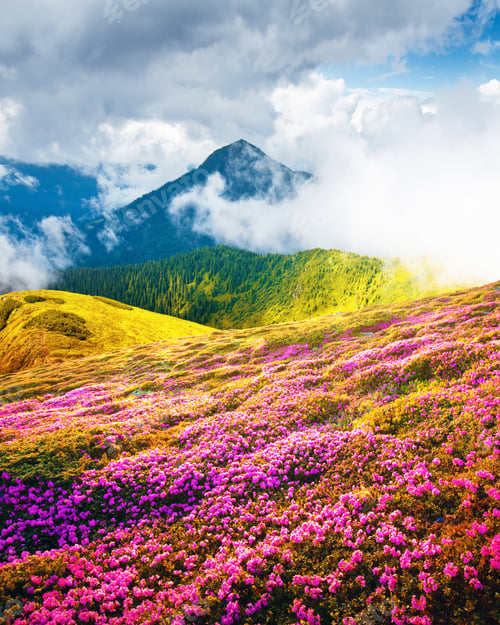 Preview: Summer landscape with pink blooming rhododendron flowers