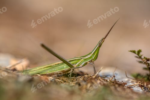 Preview: Acrida ungarica grasshopper