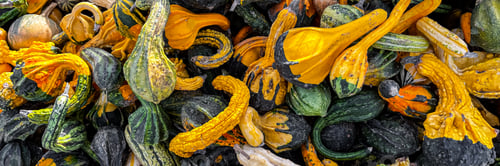 Preview: fresh pumpkin outdoor harvest different types and varieties of pumpkin food snack copy space food