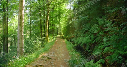 Preview: Narrow road in enchanted woodland forest. Green leaves of fern bushes. Light wind, fresh clean air