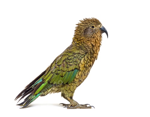 Preview: Kea, Nestor notabilis, or Alpine parrot, ruffling in front of white background