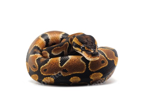 Preview: Snake Ball python isolated on white background