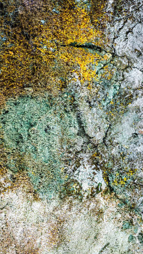 Preview: yellow mold spores macro shot with detail visible