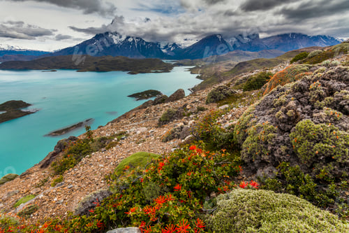 Preview: Beautiful flowers on the shore of the mountain lake. National Pa