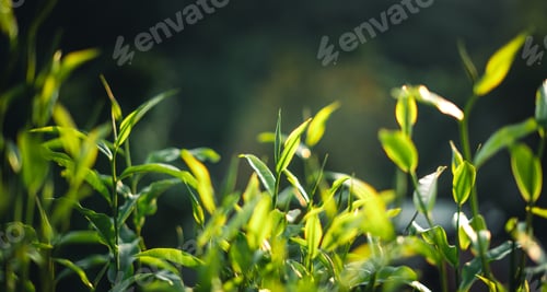 Preview: Green tea buds and leaves With natural evening light