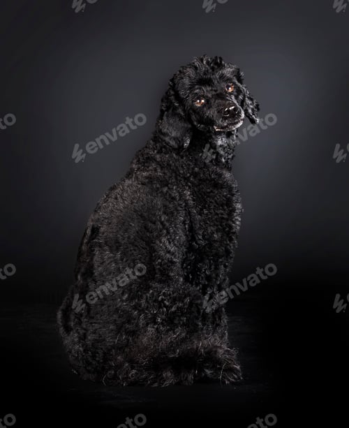 Preview: poodle in studio