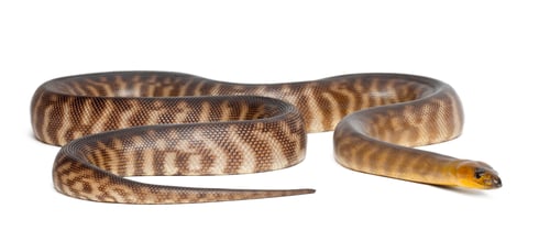 Preview: Python, Aspidites ramsayi, against white background