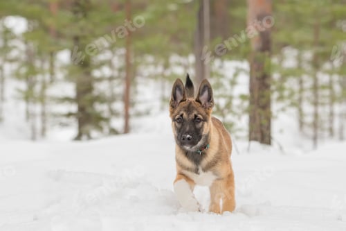 Preview: East Siberian Laika puppy walking on a snowy meadow