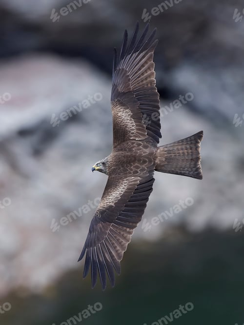 Preview: Black kite (Milvus migrans)